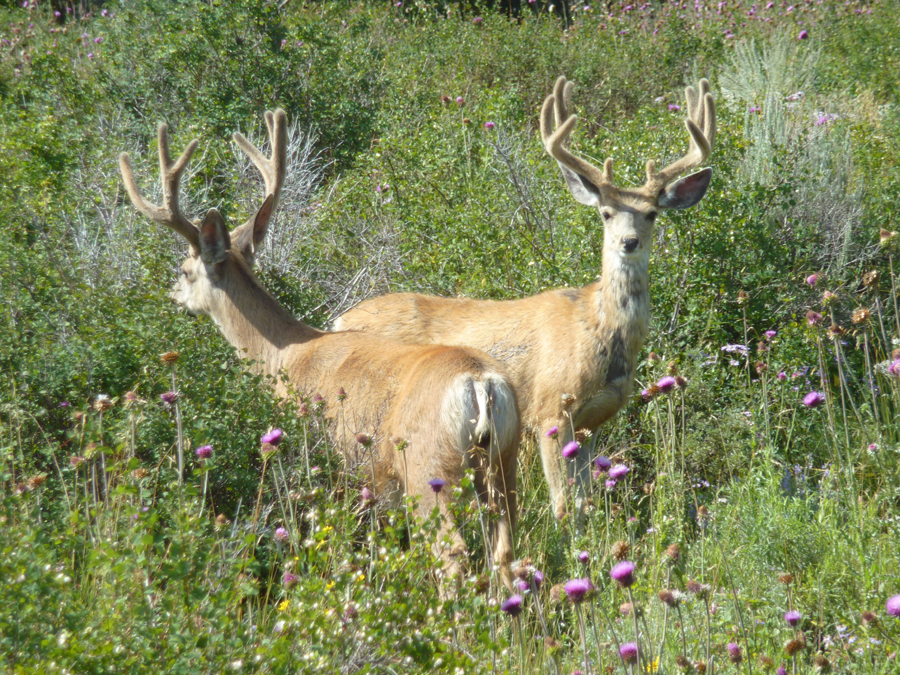 Colorado Animals