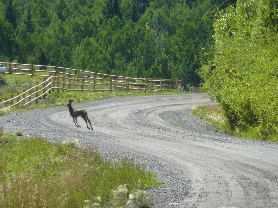 Colorado Animals