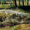 One of the aggressive salt-water crocodiles that inhabits the Kimberley region. This one is about 15 feet long. Photo 	Credit: Jeff Miller.

